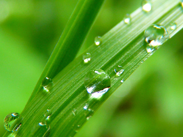 8 Tipps für eine effiziente Gartenbewässerung – Wassertechnik